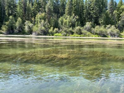 Flowering Rush Identification in Pend Oreille River