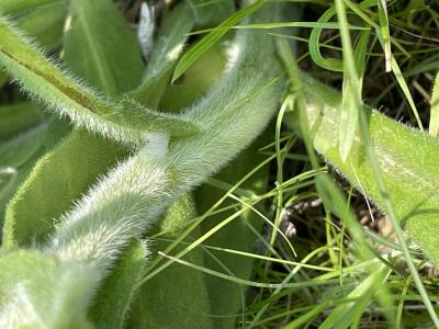 Common Bugloss succulent-like leaves and fleshy stems are covered in coarse hairs that can skin irritation. 