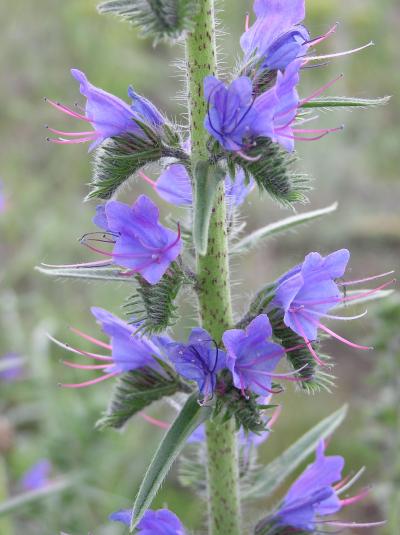 Viper's Bugloss or Blueweed with spotted stem