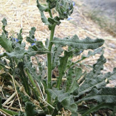 Annual Bugloss with wavy, serrated leaves